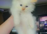 Ragdoll Flame Point - Ragdoll Kitten For Sale - Eau Claire, WI, US