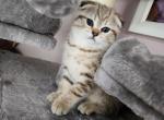 Lucky - Scottish Straight Kitten For Sale - 