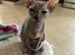 Patchy1 - Sphynx Kitten For Sale - CT, US