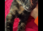 Roxy - Domestic Kitten For Adoption - Newport News, VA, US