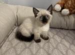 Munchkin - Munchkin Kitten For Sale - 