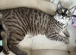 Asher - Bengal Kitten For Sale - Carrollton, TX, US