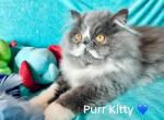 Leo - Persian Kitten For Sale - 