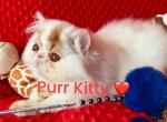 Red and White Male - Persian Kitten For Sale - FL, US