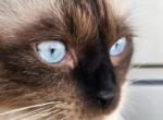 Blue and Grace - Siamese Kitten For Sale - Lakeland, FL, US