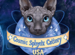 Cosmic Sphynx Cattery Chicago IL 1 - Sphynx Kitten For Sale - 