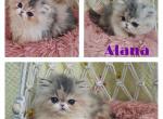 Alana - Persian Kitten For Sale - 