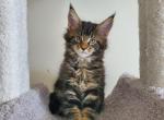 Tyson - Maine Coon Kitten For Sale - Staten Island, NY, US