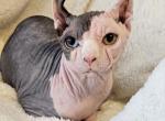 Stud service  DBE Domenant Blue Eyes Odd Eyes - Sphynx Cat For Sale/Service - Lockport, IL, US