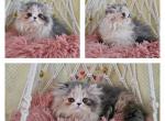 Adella - Persian Kitten For Sale - Shasta, CA, US