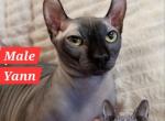 Stud Service Available Black Male Yann TiCA Regist - Sphynx Cat For Sale - 