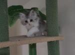 Scottish chinchilla kitten - Scottish Straight Kitten For Sale - 