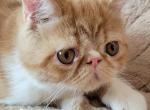 Sherman - Exotic Kitten For Sale - 