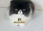 Baby girl Chanel - Persian Kitten For Sale - Fort Myers, FL, US