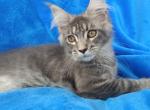 Geneva - Maine Coon Kitten For Sale - Boston, MA, US