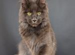 Hanna - Maine Coon Kitten For Sale - Gurnee, IL, US