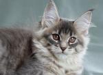 Wolchok - Maine Coon Kitten For Sale - Gurnee, IL, US