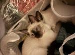 Daisy Siamese Seal Point Kitten - Siamese Kitten For Sale - Harrisburg, PA, US