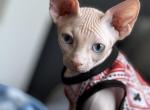 Ozzy cat - Sphynx Kitten For Sale - New York, NY, US