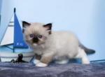 Tesla - Ragdoll Kitten For Sale - Miami, FL, US