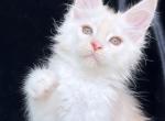 Bugatti - Maine Coon Kitten For Sale - Hollywood, FL, US