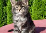 Neron Polydactyl - Maine Coon Kitten For Sale - Hollywood, FL, US