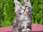 Nectar Polydactyl - Maine Coon Kitten For Sale - Hollywood, FL, US