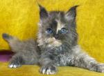 Beatrice - Maine Coon Kitten For Sale - 