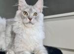 Polonez - Maine Coon Kitten For Sale - Hollywood, FL, US