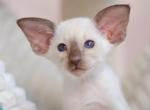 Glasha - Siamese Kitten For Sale - Norwalk, CT, US