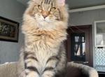 Black Diamond - Maine Coon Kitten For Sale - Virginia Beach, VA, US