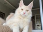 Band Bob - Maine Coon Kitten For Sale - Baltimore, MD, US