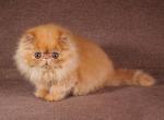 Sunny Boy - Persian Kitten For Sale - Pembroke Pines, FL, US