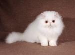 Don Juan - Persian Kitten For Sale - Pembroke Pines, FL, US