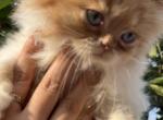 Caramel litter - Persian Kitten For Sale - Parkville, MD, US