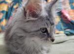 Midnight Star Maine Coons - Maine Coon Kitten For Sale - Houston, TX, US