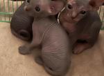 Sphynx kittens - Sphynx Kitten For Sale - Providence, RI, US