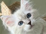 Siberian Kittens - Siberian Kitten For Sale - Fort Lauderdale, FL, US