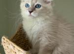 Siberian Kittens - Siberian Kitten For Sale - Fort Lauderdale, FL, US