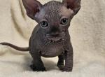 Black Boy Lucas TiCA Registered - Sphynx Kitten For Sale - Lockport, IL, US