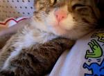 pancho - Domestic Cat For Sale - Santa Ana, CA, US