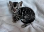 Bluey - Bengal Kitten For Sale - McKinney, TX, US