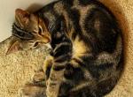 Laura - Domestic Kitten For Sale - 