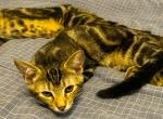 Nancy - Domestic Kitten For Sale - 