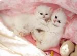 Pure white kitten - Persian Kitten For Sale - Discovery Bay, CA, US