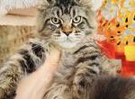 Pure Main Coon - Maine Coon Kitten For Sale - FL, US