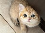 British Shorthair Gold A - British Shorthair Kitten For Sale - 