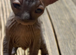 Harriet - Sphynx Kitten For Sale - 