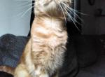 Ted - Domestic Cat For Adoption - Indianapolis, IN, US