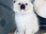 Elm - Ragdoll Kitten For Sale - Saint Clair, MI, US